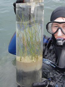 Seagrass fieldwork